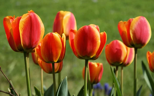 Květy Jarní Tulipány Květiny — Stock fotografie