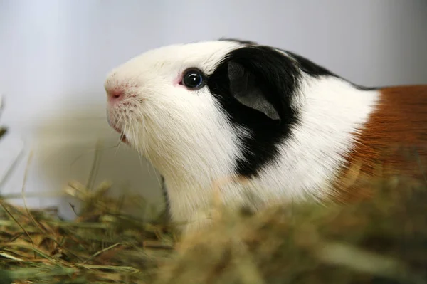 Hamster Marsvin Gnagare Djur Sällskapsdjur — Stockfoto