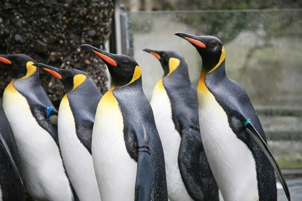 Hayvanat Bahçesindeki Kral Penguenler — Stok fotoğraf