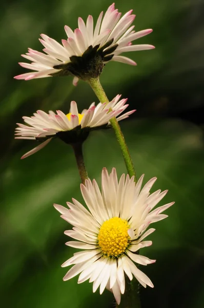 Marguerite Pleine Fleur — Photo