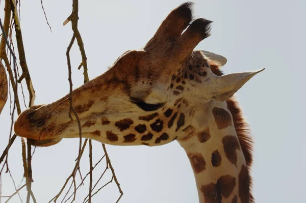 Жираф Giraffa Camelopardalis Харчування Дереві — стокове фото