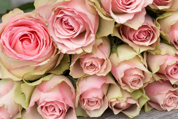 Hermoso Rosa Rosas Fondo —  Fotos de Stock