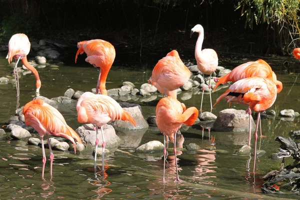 Flamingo Een Dierentuin — Stockfoto