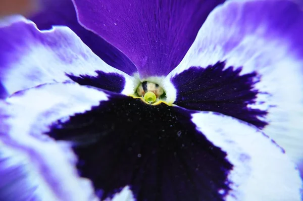 Синьо Фіолетова Квітка Місіях Vola Wittrockiana Навесні — стокове фото