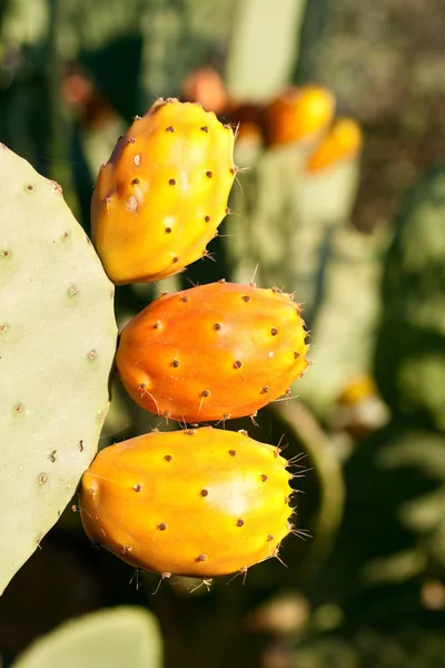 Szicíliai Fügekő Körte Kaktusz — Stock Fotó