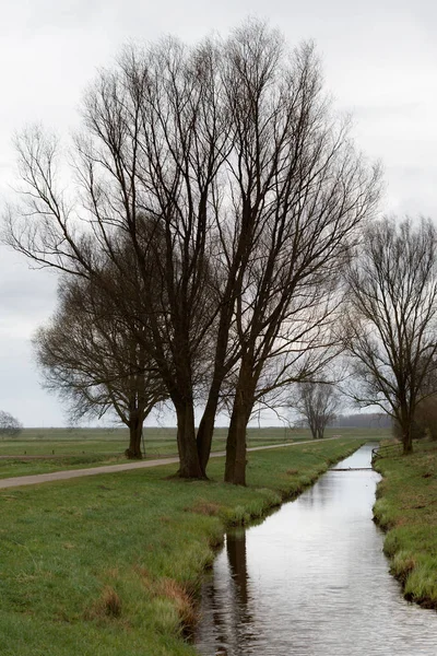 Stromy Potoka Jaře Severním Německu — Stock fotografie