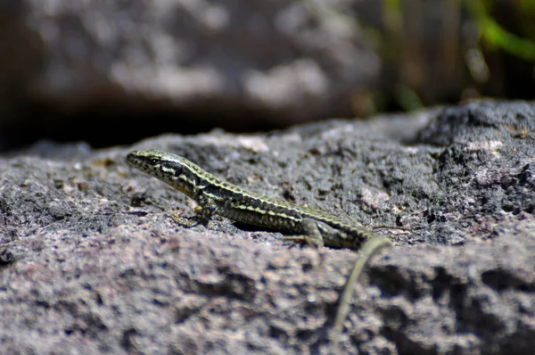 Ящерица Стене Ящерица Podarcis Muralis — стоковое фото