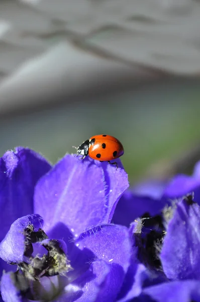 Beruška Květu Delfinia Sedmibodový Beruška Coccinella Septempunctata Larkspur Delfinium — Stock fotografie