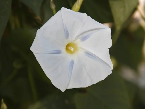 Belas Flores Florescendo Fundo Natureza — Fotografia de Stock