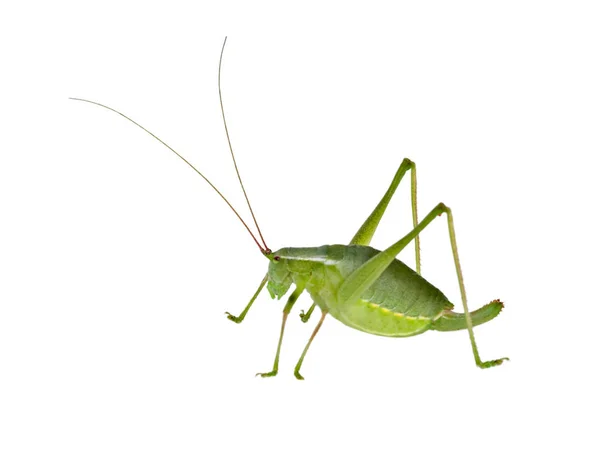 Grillo Cespuglio Femmina Verde Cavalletta Cornuto Lungo — Foto Stock