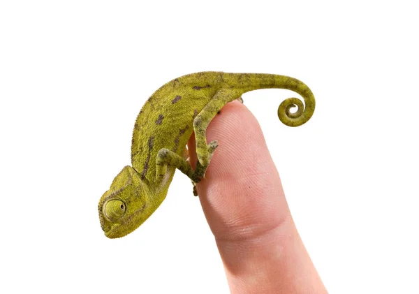 Chameleon Sedící Větviči — Stock fotografie