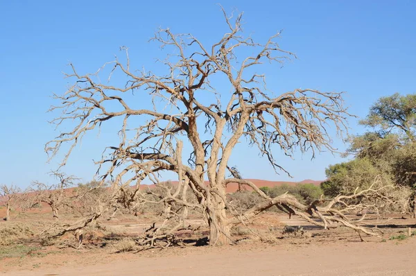 Namibia Paesaggio Sossusvlei — Foto Stock
