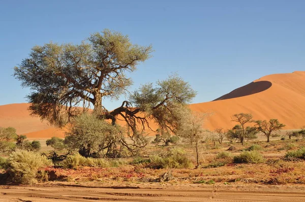 Namibië Landschap Van Sossusvlei — Stockfoto