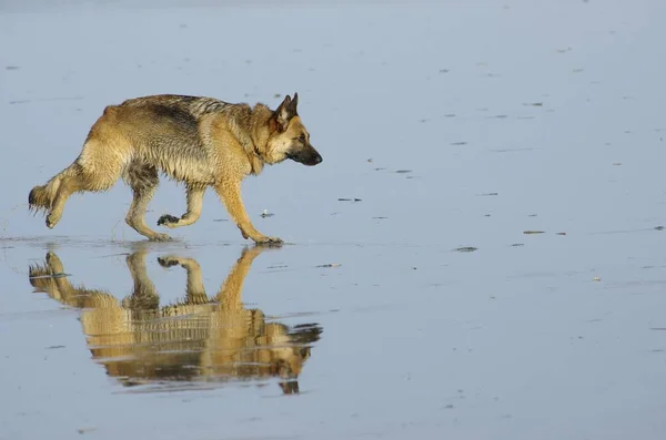 Porträtt Söt Hund — Stockfoto