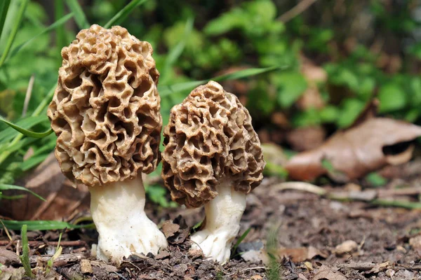 Cogumelos Fungos Toadstool Corpo Frutífero Esporos — Fotografia de Stock