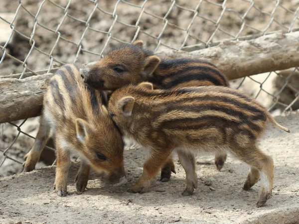 Three Newborn Piglets Tierpark Sababurg — Stock Photo, Image