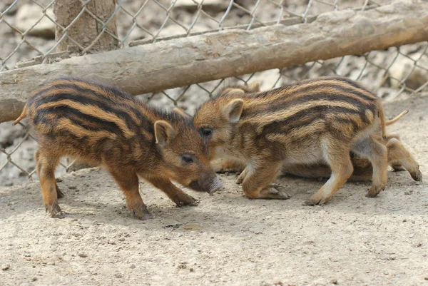 Tři Novorozená Selata Tierpark Sababurg — Stock fotografie