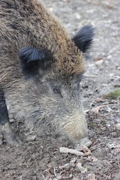 Wildschweine Tierpark Sababurg — Stockfoto