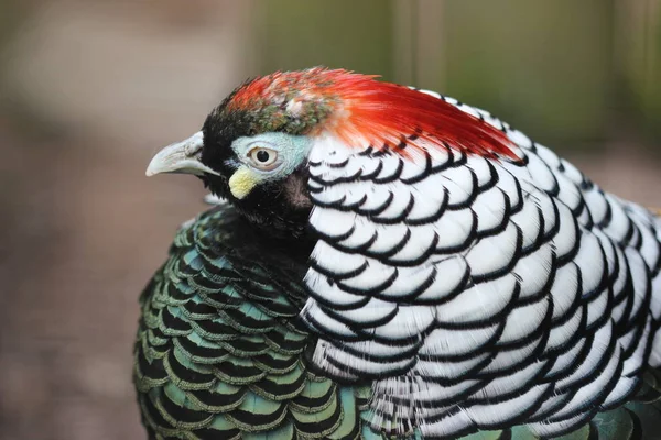 Lady Amherst Fácán Tierpark Sababurg — Stock Fotó