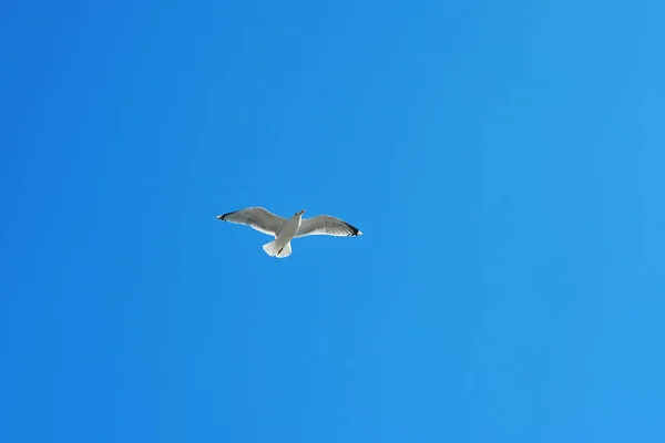 Vista Cênica Belo Pássaro Gaivota Bonito — Fotografia de Stock