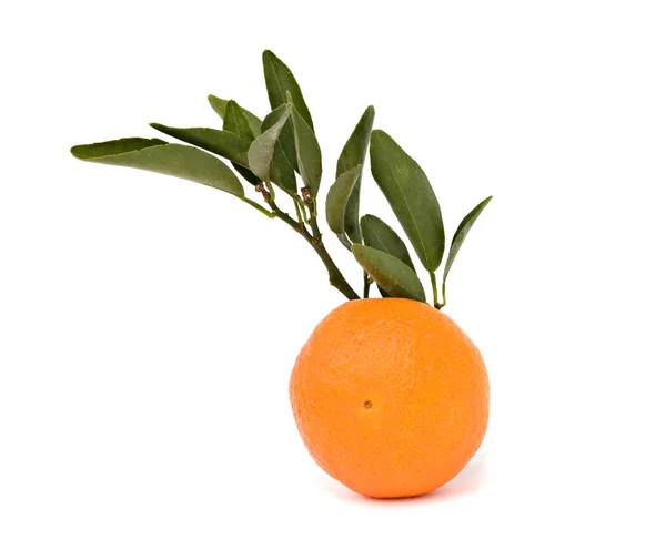 Mandarine Auf Weißem Hintergrund — Stockfoto