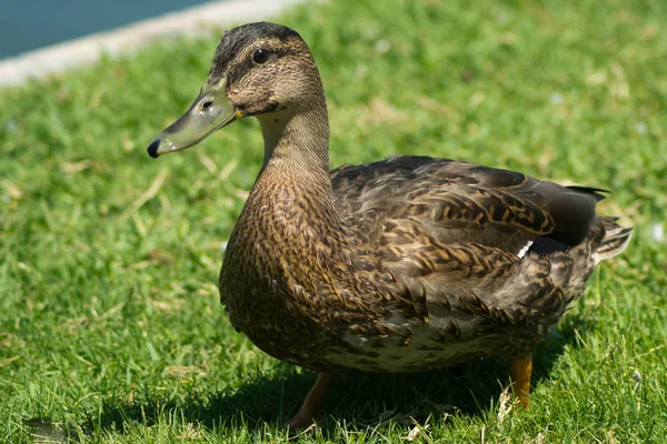 Imagem Perfil Pato Mallard Feminino Foto Tirada Huntington Beach Califórnia — Fotografia de Stock