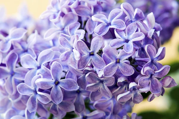 Фіолетові Квіти Бузку — стокове фото