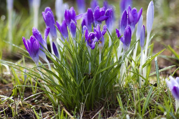 Lot Purple Crocus Flowers Spring — Stock Photo, Image