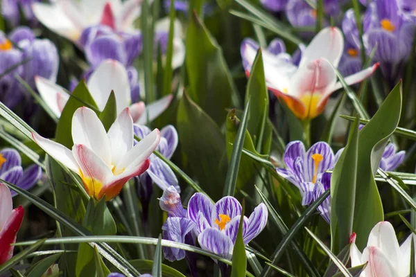 Colorati Fiori Primaverili Nel Parco — Foto Stock