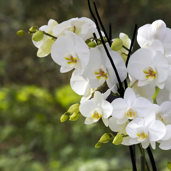 Bei Petali Fiori Orchidea — Foto Stock