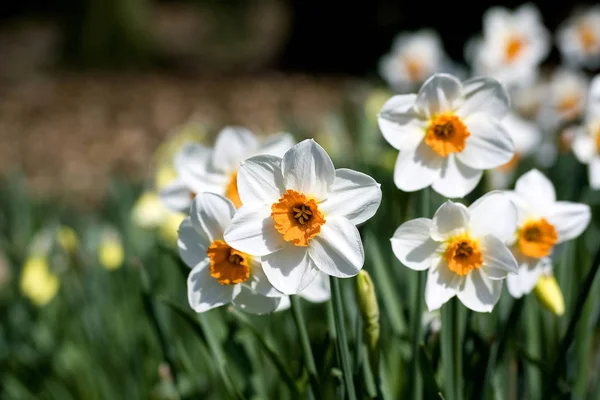 Narciso Primavera Nel Parco — Foto Stock