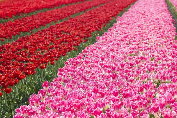 Campo Tulipani Nei Paesi Bassi — Foto Stock