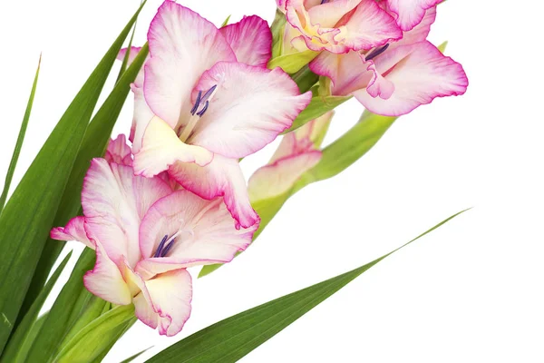 Gladiolus Virágszirmok Virágzás — Stock Fotó