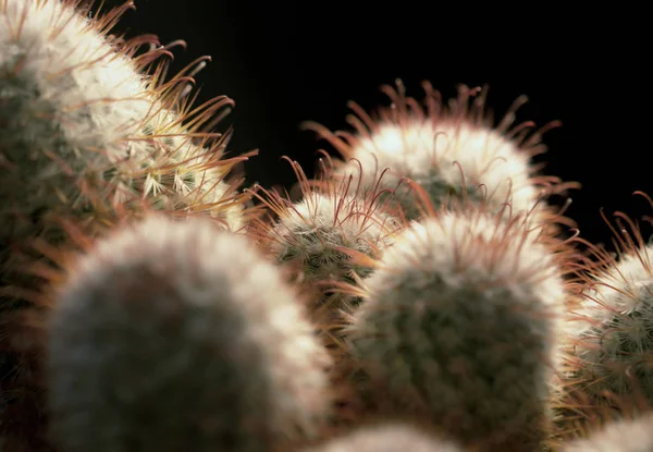 Cactus Primer Plano Espalda Negra —  Fotos de Stock