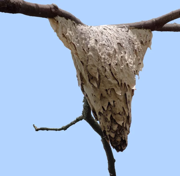 ウガンダではWaspu00B4Sの巣がたむろしています — ストック写真