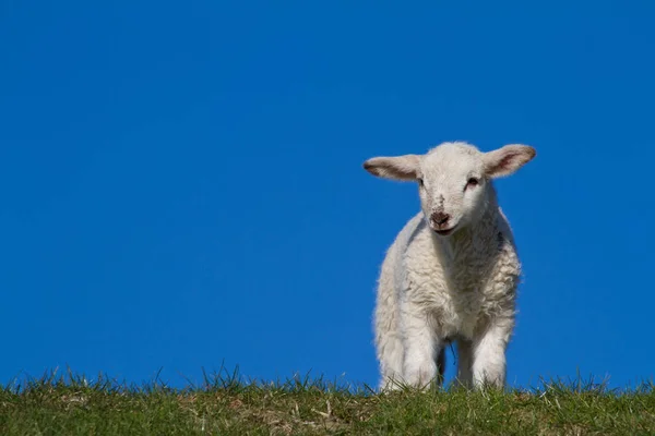 Animais Jovens Foco Seletivo — Fotografia de Stock