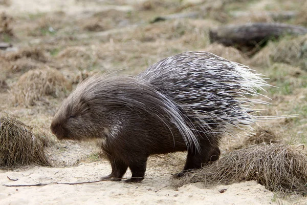 Piggsvin Djurliv Natur Fauna — Stockfoto