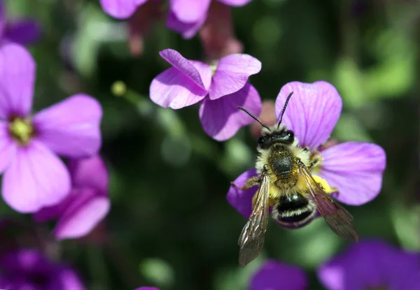 Звичайна Земля Або Піщана Бджола Жовтонога Видобувна Бджола — стокове фото