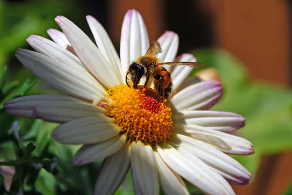 Nahaufnahme Von Käfer Der Natur — Stockfoto