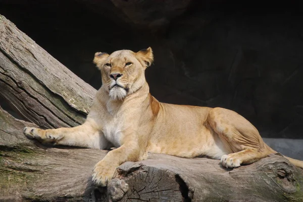 Afrika Leeuwin Siche Hagenbeck 039 Dierentuin — Stockfoto