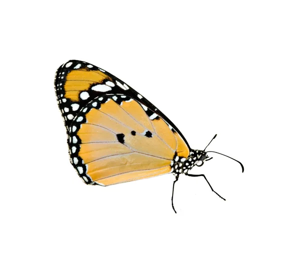 Mariposa Monarca Aislada Sobre Fondo Blanco —  Fotos de Stock
