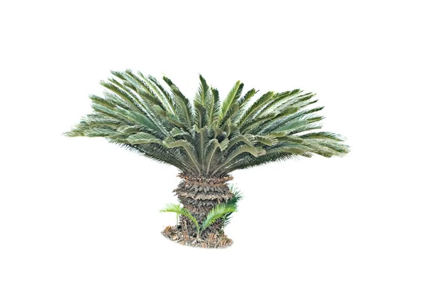 Palm Isolerad Vit Bakgrund — Stockfoto