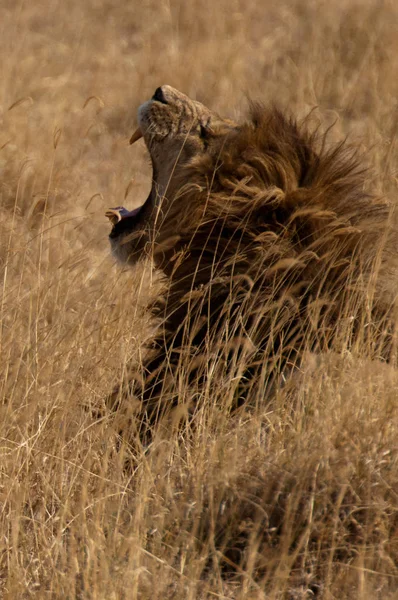 Θηρευτής Λιονταριών Αγριόγατα — Φωτογραφία Αρχείου