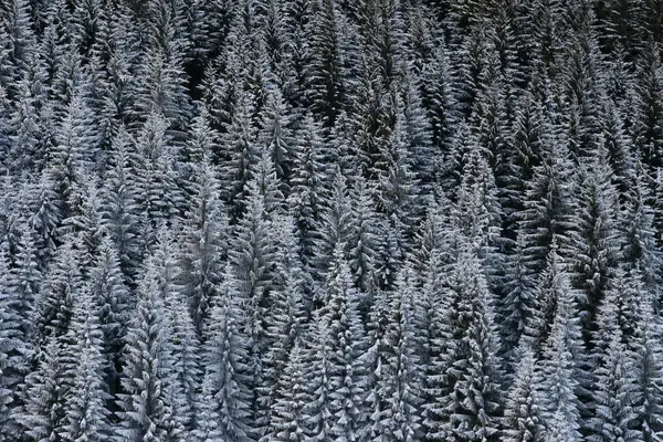 Floresta Nas Montanhas Bavárias — Fotografia de Stock