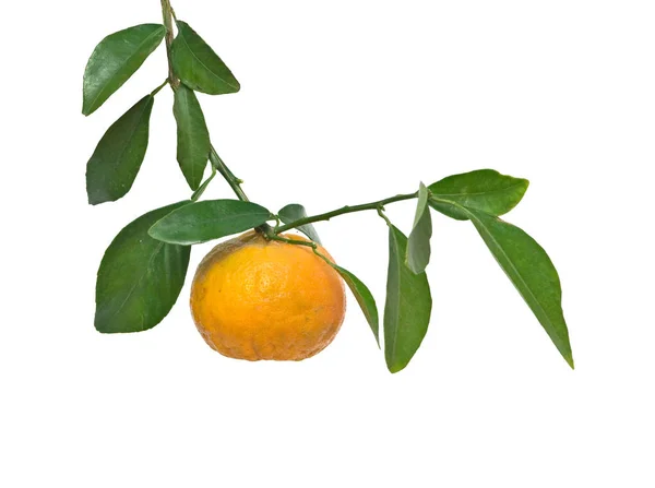Tangerine Filial Isolerad Vit Bakgrund — Stockfoto