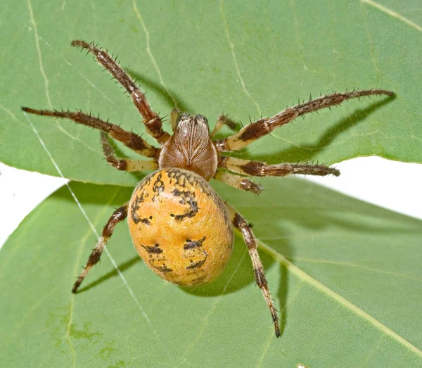 Gros Plan Araignée — Photo