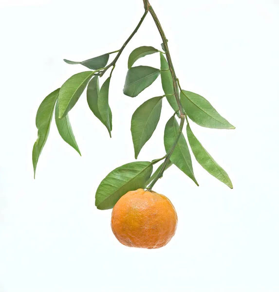 Tangerine Oddziale Białym Tle — Zdjęcie stockowe