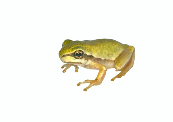 Treefrog Isolerad Vit Bakgrund — Stockfoto