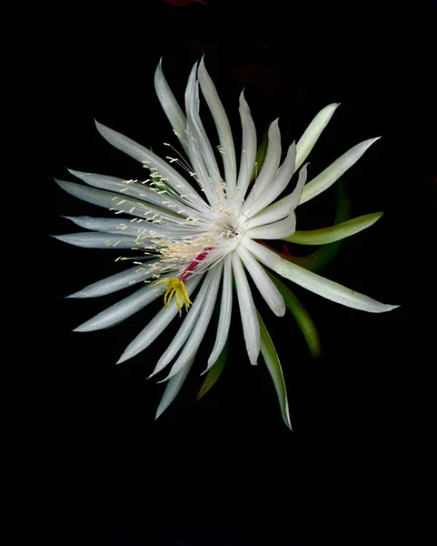 Epiphyllum Kaktus Blüht Nachts — Stockfoto
