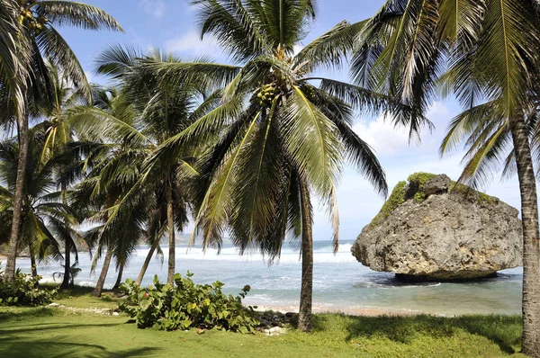 Caribe Barbados Costa Leste — Fotografia de Stock